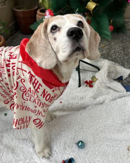 Holly jolly Christmas Warm flannel Hoodie