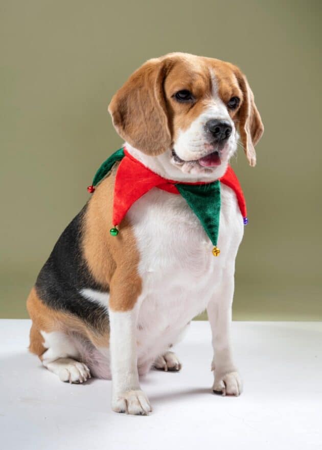 ELF collar for pups