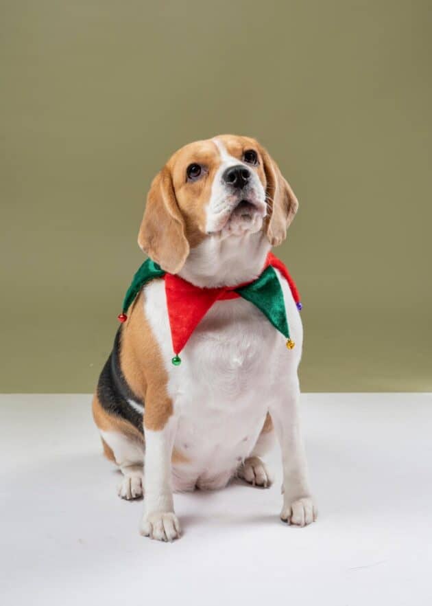 ELF collar for pups