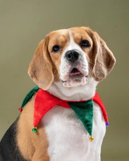 ELF collar for pups