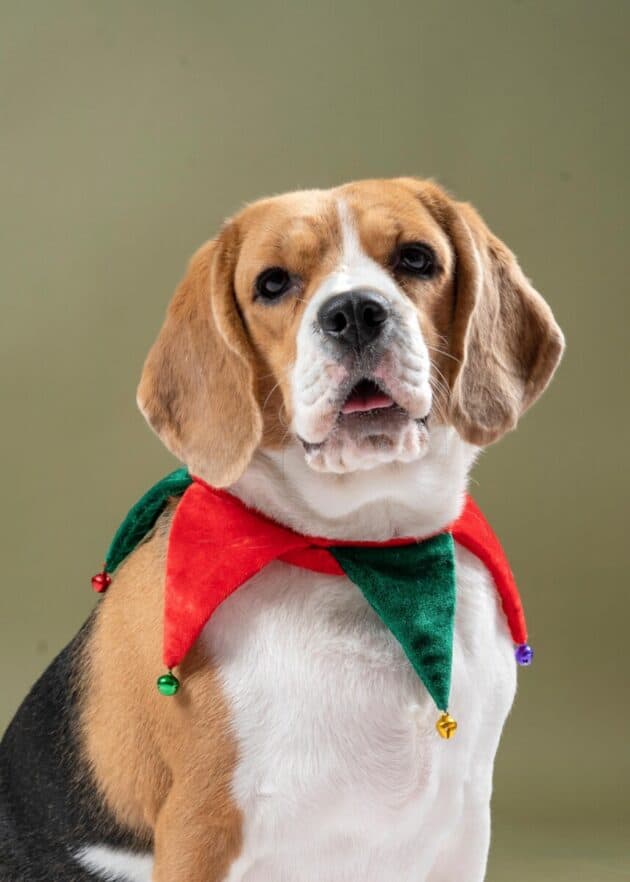 ELF collar for pups