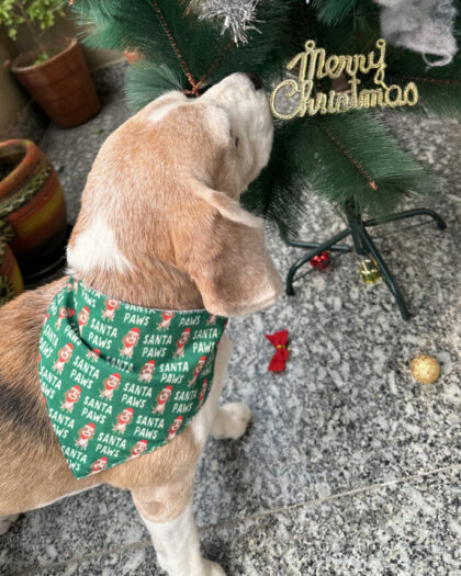Santa Paws Bandana