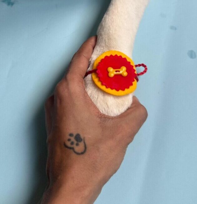 Yellow Red Dog Bone Rakhi