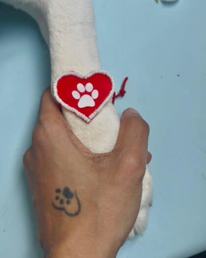 Dog Paw in Heart Rakhi