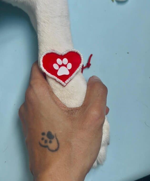Dog Paw in Heart Rakhi