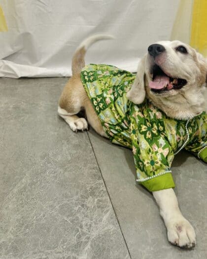 Embroidered Green Dog Kurta