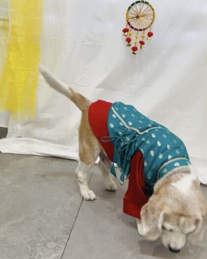 Shahenshah 2pc Dog Kurta Set