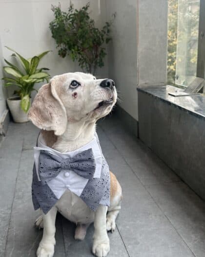 Embroidered Grey Tuxedo Bandana
