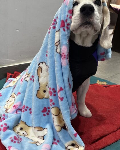 Dog print Velvety Soft Blanket for dogs